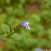 Torenia crustacea (L.) Cham. & Schltdl.